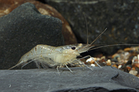 picture of Whisker Shrimp Reg                                                                                   Macrobrachium lamarrei lamarrei