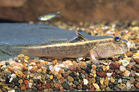 picture of Asian Mudskipper Reg                                                                                 Periophthalmus schlosseri