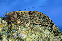 picture of Bamboo Shrimp Reg                                                                                    Atyopsis mollucensis