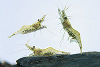 picture of Ghost Shrimp Each Reg                                                                                Natantia gen. sp.