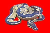 picture of Fancy Ball Python M/S                                                                                Python regius