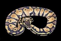 picture of Pastel Ball Python Male Sml                                                                          Python regius