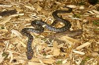 picture of Spotted Python Sml                                                                                   Antaresia maculosa