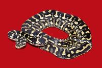 picture of Jungle Carpet Python Med                                                                             Morelia spilota cheynei