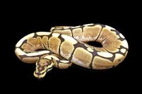 picture of Spider Ball Python Sml                                                                               Python regius 'Albino'