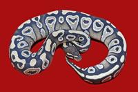 picture of Mojave Ball Python Sml                                                                               Python regius