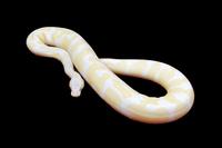 picture of Albino Ball Python Sml                                                                               Python regius 'Albino'