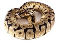 picture of Bumblebee Ball Python Med                                                                            Python regius