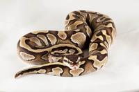 picture of Lesser Ball Python Male Sml                                                                          Python regius
