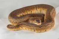 picture of Lemon Blast Ball Python Male M/L                                                                     Python regius