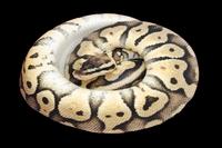 picture of Super Pastel Ball Python Male Sml                                                                    Python regius