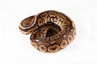 picture of Cinnamon Ball Python Male Sml                                                                        Python regius