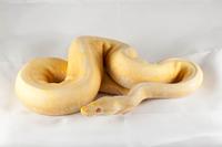 picture of Albino Spider Ball Python Male Sml                                                                   Python regius