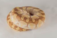 picture of Enchi Lesser Ball Python Male Sml                                                                    Python regius