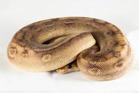 picture of Champagne Ball Python Male CBB Sml                                                                   Python regius