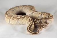 picture of Hypo Lesser Ball Python Female Lrg                                                                   Python regius