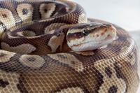 picture of Pastel Mojave Ball Python Female Sml                                                                 Python regius