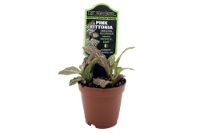 picture of ReptiFauna™ Pink Fittonia - Tropical 2