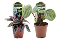 picture of ReptiFauna™ Assorted Peperomia - Tropical 2