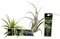 picture of ReptiFauna™ Assorted Tillandsia - Tropical                                                           Tillandsia sp