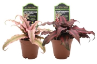 picture of ReptiFauna™ Assorted Cryptanthus - Tropical 2
