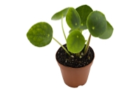 picture of ReptiFauna™ Chinese Money Plant - Tropical 2