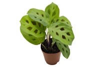 picture of ReptiFauna™ Maranta - Tropical 2