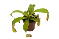 picture of ReptiFauna™ Pitcher Plant - Tropical 2