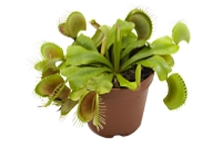 picture of ReptiFauna™ Venus Fly Trap - Tropical 2