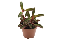 picture of ReptiFauna™ Ruby Peperomia - Tropical 2