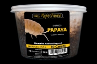 picture of ReptiFauna™ Papaya Isopod 10 Count                                                                   Cubaris murina