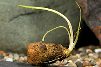 picture of Aponogeton Wonder Plant Bulb                                                                         Aponogeton sp.