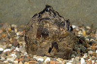 picture of Dwarf Lily Plant Bulb                                                                                Nymphaea stellata