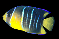 picture of Blue Angel Juvenile Sml                                                                              Holocanthus bermudensis