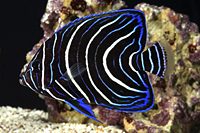 picture of Koran Angel Adult Med                                                                                Pomacanthus semicirculatus