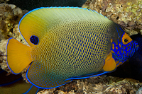 picture of Blue Face Angel Adult Lrg                                                                            Pomacanthus xanthometopon