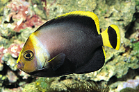 picture of Grey Angel Juvenile Med                                                                              Pomacanthus arcuatus