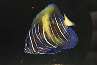 picture of Maculosus Angel Juvenile Tank Raised Sml                                                             Pomacanthus maculosus