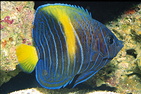 picture of Maculosus Angel Med                                                                                  Pomacanthus maculosus