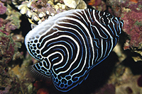 picture of Emperor Angel Juvenile Med                                                                           Pomacanthus imperator