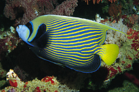 picture of Emperor Angel Adult Med                                                                              Pomacanthus imperator