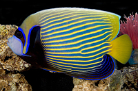 picture of Emperor Angel Adult Lrg                                                                              Pomacanthus imperator