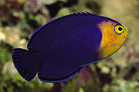 picture of Atlantic Pygmy Angel                                                                                 Centropyge argi