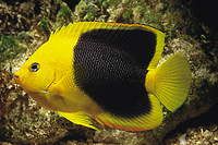 picture of Rock Beauty Angel Sml                                                                                Holocanthus tricolor