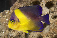 picture of Venustus Angel Med                                                                                   Centropyge venustus