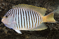 picture of Zebra Swallowtail Angel Male Med                                                                     Genicanthus melanospilos