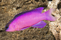 picture of Blackcap Basslet Med                                                                                 Gramma melacara