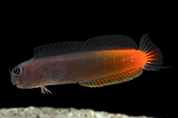 picture of Bicolor Blenny Med                                                                                   Ecsenius bicolor