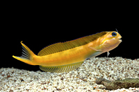 picture of Midas Blenny Med                                                                                     Ecsenius midas