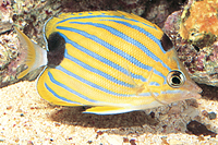 picture of Blue Stripe Butterfly Med                                                                            Chaetodon fremblii